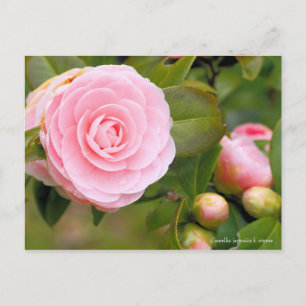 Camellia japonica f. Resultat [vykort] Vykort
