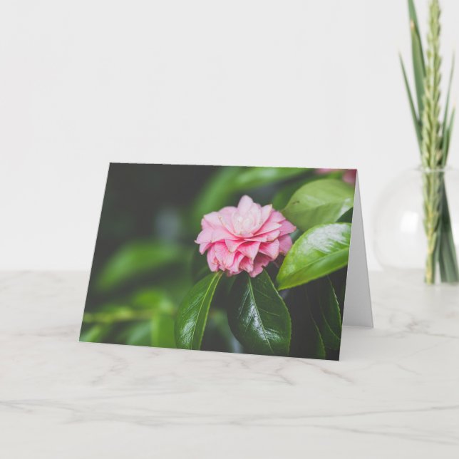 Camellia Japonica Kort (Framsida)