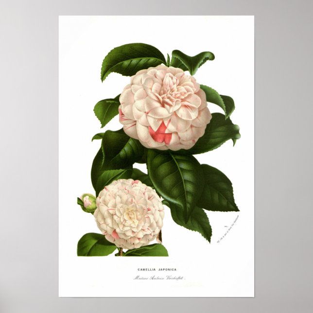 Camellia japonica poster (Framsidan)