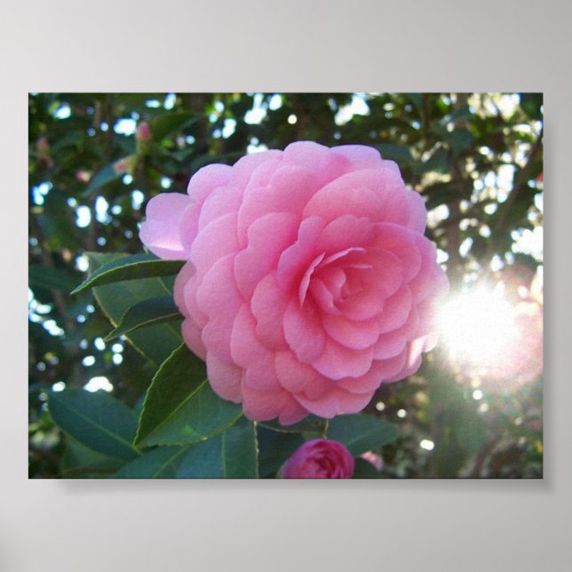 Camellia Japonica Poster (Framsidan)