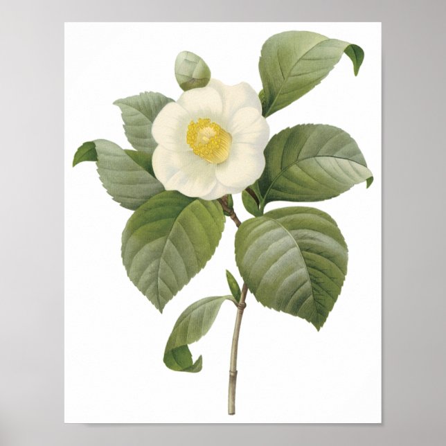 Camellia Japonica Poster (Framsidan)