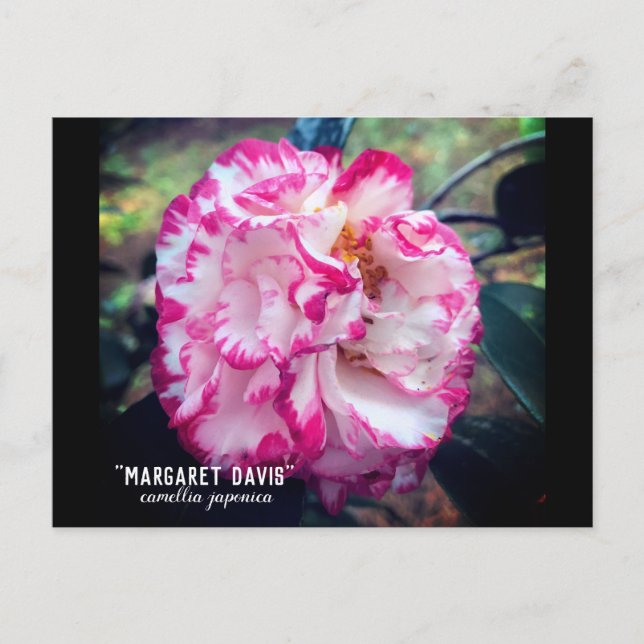 Camellia Japonica Rosa Blommig Vykort (Framsida)