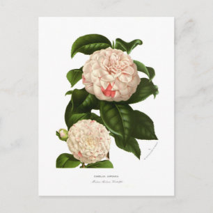 Camellia japonica vykort