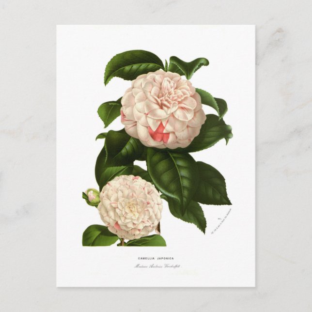 Camellia japonica vykort (Framsida)
