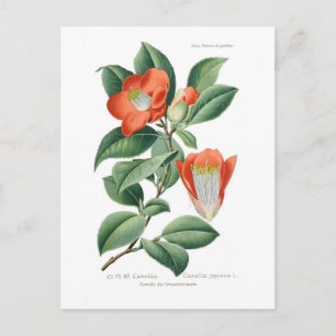 Camellia japonica vykort