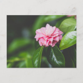 Camellia Japonica Vykort