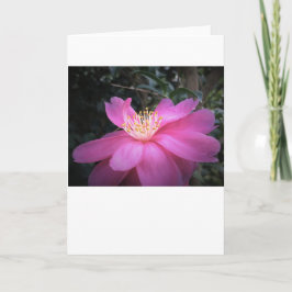 Camellia, kort