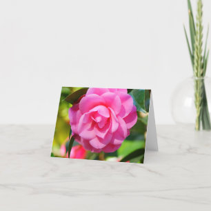 Camellia Kort