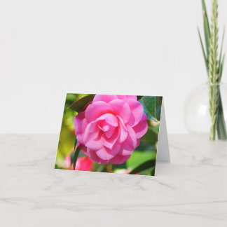 Camellia Kort