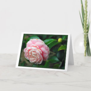 "Camellia ", Kort