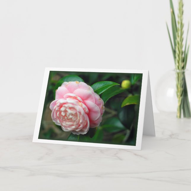 "Camellia ", Kort (Framsida)