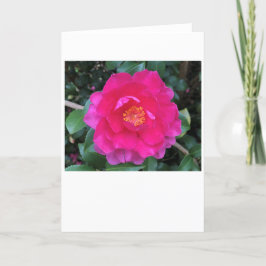 Camellia, kort