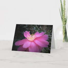 Camellia, kort