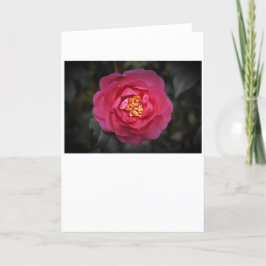 Camellia, kort