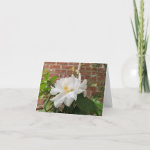 Camellia-kort (tomt)