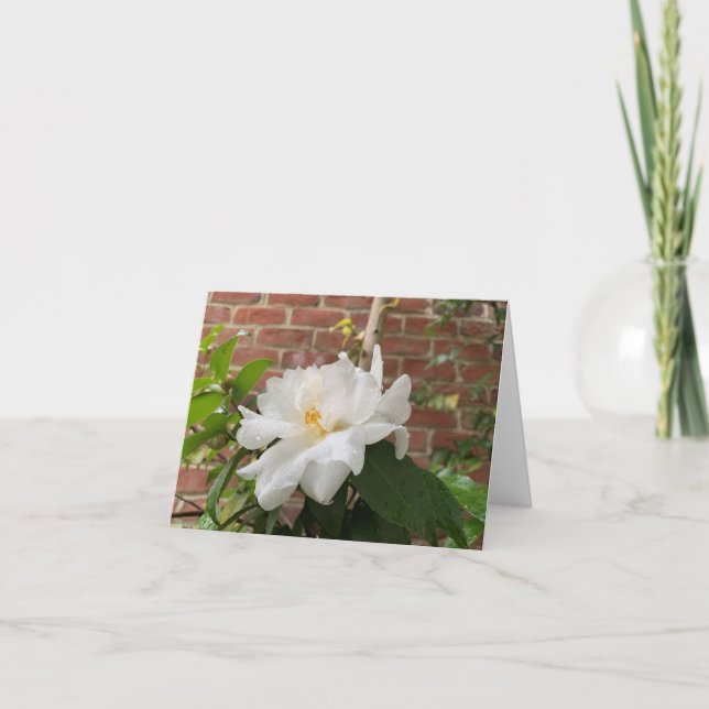 Camellia-kort (tomt) helgkort (Framsida)