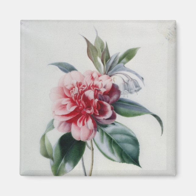 Camellia Magnet (Framsidan)