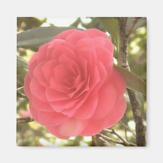 Camellia Magnet (Framsidan)