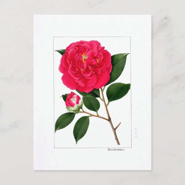 Camellia Plate: Benibotan Vykort (Framsida)