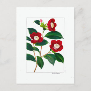 Camellia Plate: Bokuhan Vykort