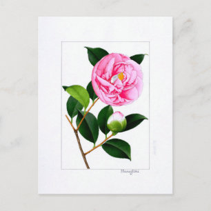 Camellia Plate: Hanafuki Vykort