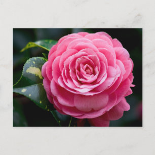Camellia Postcard, Alabama State Flower Vykort