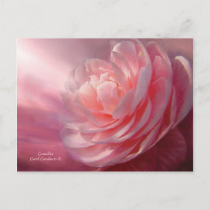 Camellia Postcard Vykort