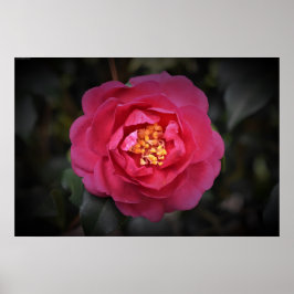 Camellia Poster