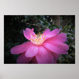 Camellia Poster