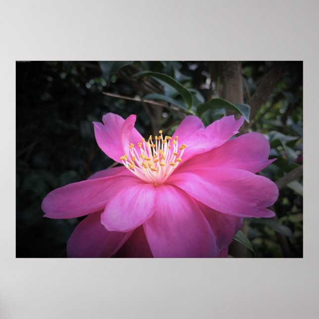 Camellia Poster (Framsidan)