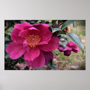 Camellia Poster