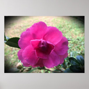 Camellia Poster