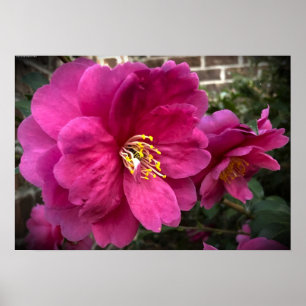 Camellia Poster