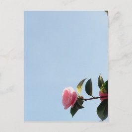 Camellia Rosa Flower Blå himmel Vykort