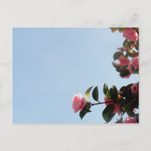 Camellia Rosa Flower Blå himmel Vykort