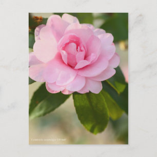 Camellia sasanqua ’Otome’ [vykort] Vykort