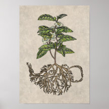 Camellia sinensis - teplanta