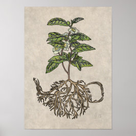 Camellia sinensis - teplanta poster