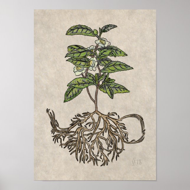 Camellia sinensis - teplanta poster (Framsidan)