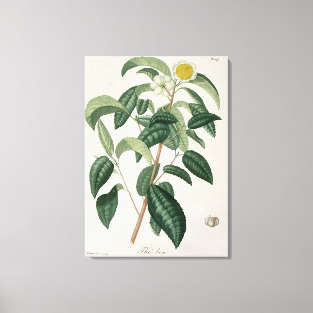 Camellia Thea från "Phytographie Medicale" av Jose Canvastryck (Framsida)