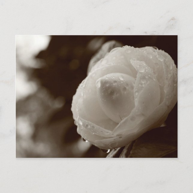 Camellia Vykort (Framsida)