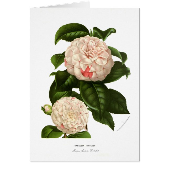 Camelliajaponica Hälsningskort (Framsidan)
