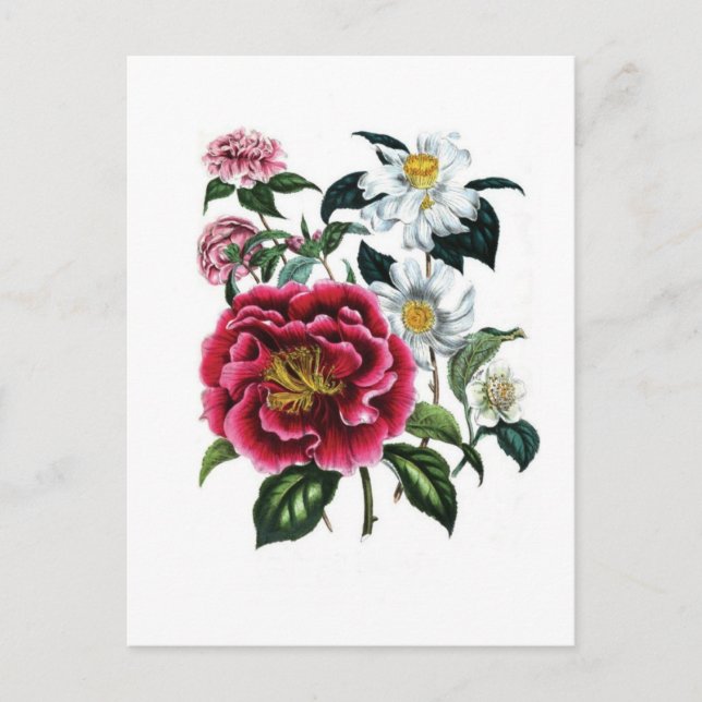 Camellias av Jane Loudon Vykort (Framsida)