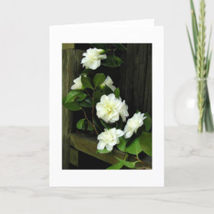 CAMELLIAS KORT