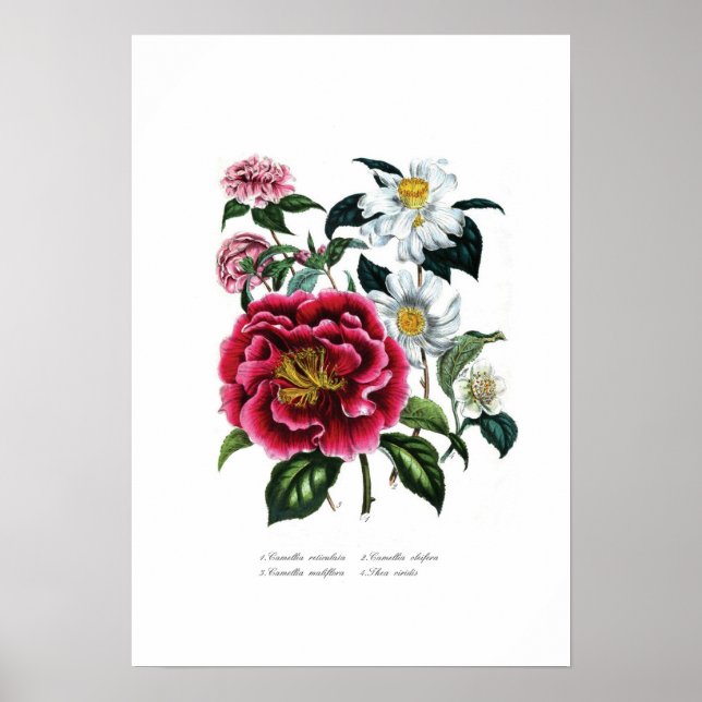Camellias Poster (Framsidan)