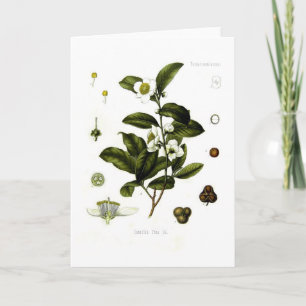 Camelliasinensis (tea) kort