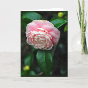 Camelliavalentin Helgkort