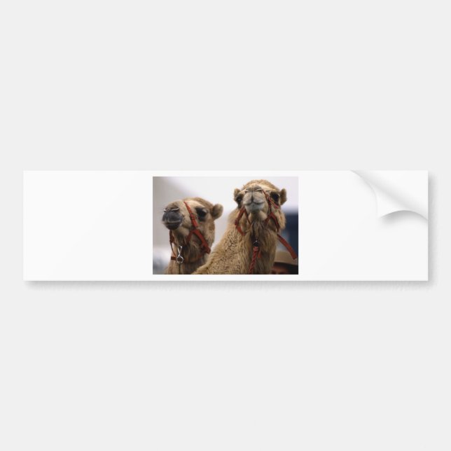 Camels Bildekal (Framsidan)