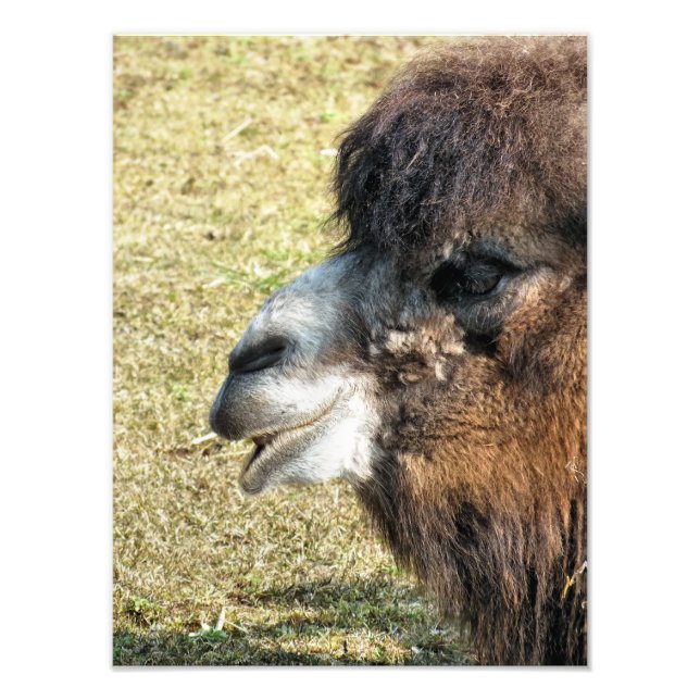 CAMELS FOTOTRYCK (Framsidan)
