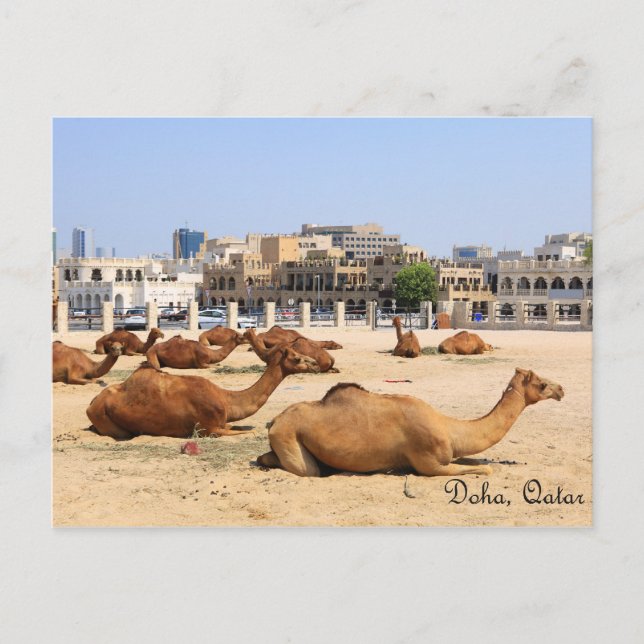 Camels i Doha Vykort (Framsida)